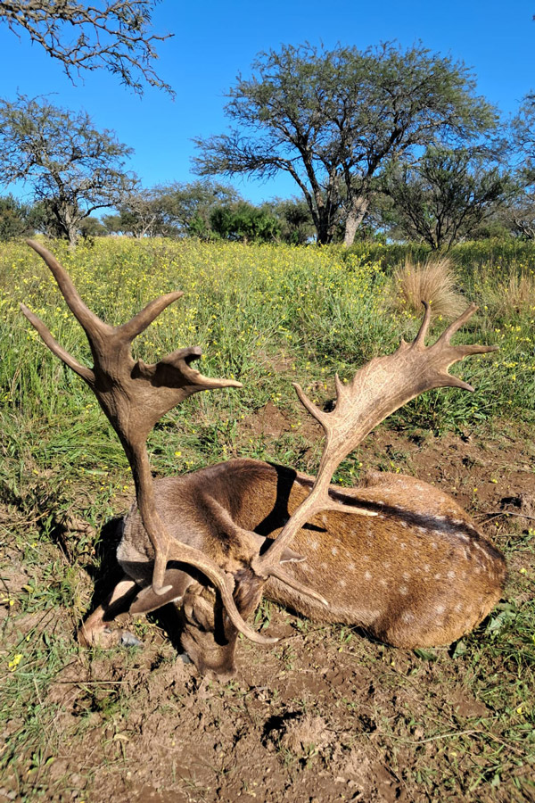 Buena Vista Outfitters - Deer
