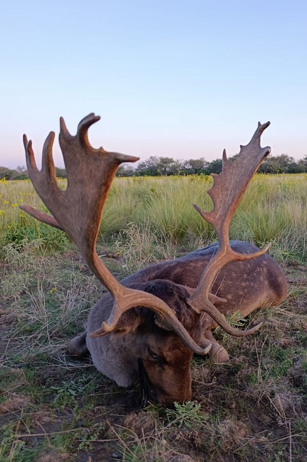 Buena Vista Outfitters - Deer