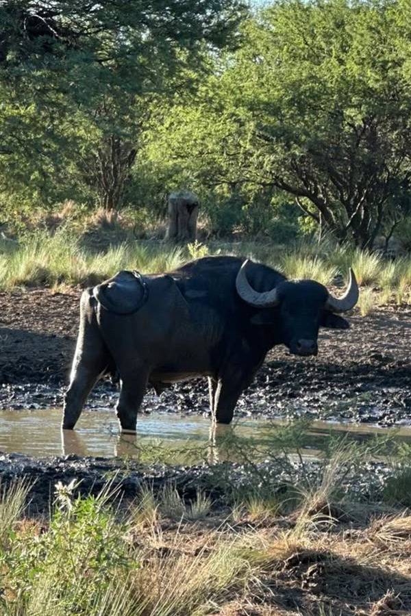 package-water-bufalo
